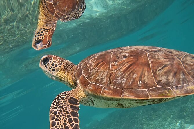 Snorkeling in Daymaniat Island - Practical details that affect your morning