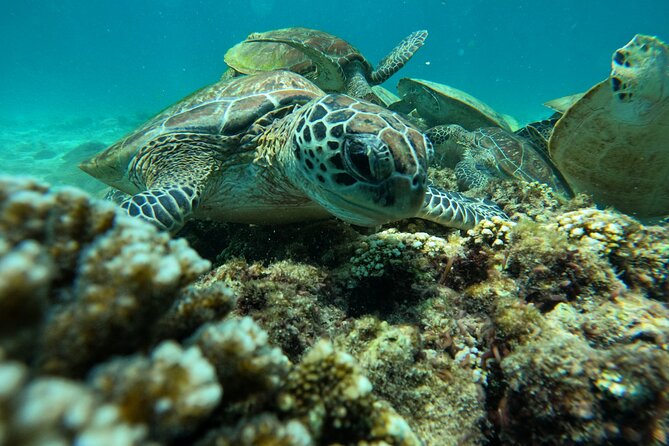 Snorkeling in Daymaniat Island - Is $86 a fair price?