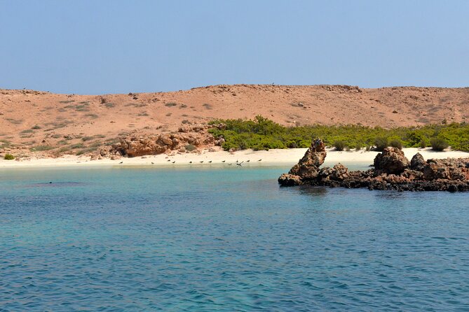 Snorkeling trips to Daymaniat Islands Sharing Trip - Key points before you book