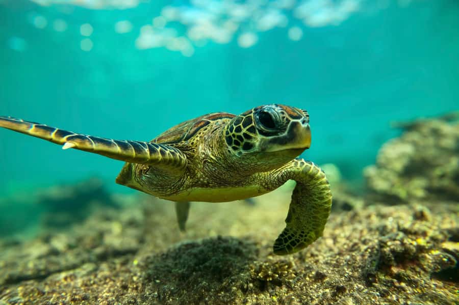 Snorkeling with turtles at Ad Daymaniyat Islands - What the turtle encounter is like
