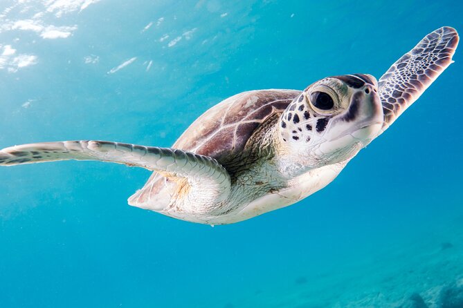 Snorkelling tours to Daymaniyat island - Second snorkeling stop: a useful comparison
