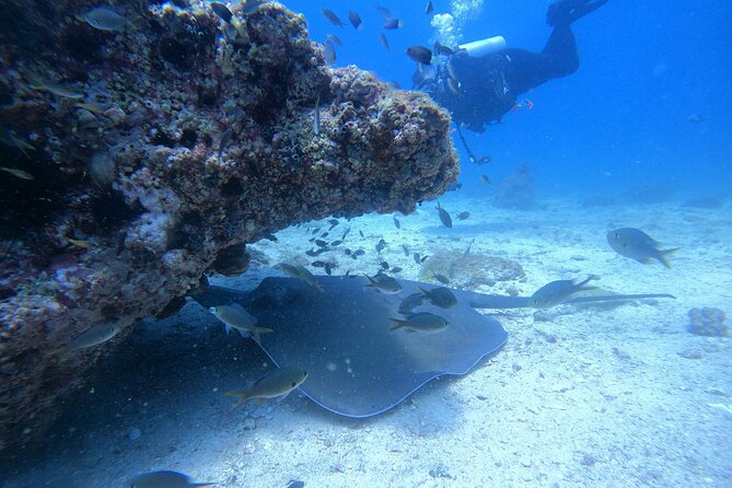 Snorkelling tours to Daymaniyat island - Starting at Seeb Marina behind the fish market