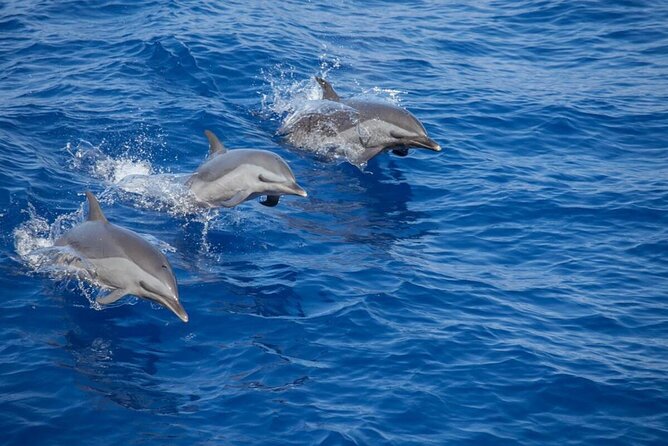 The Jewel of Muscat Sea, Daymaniyat Islands - Key points to know before you book