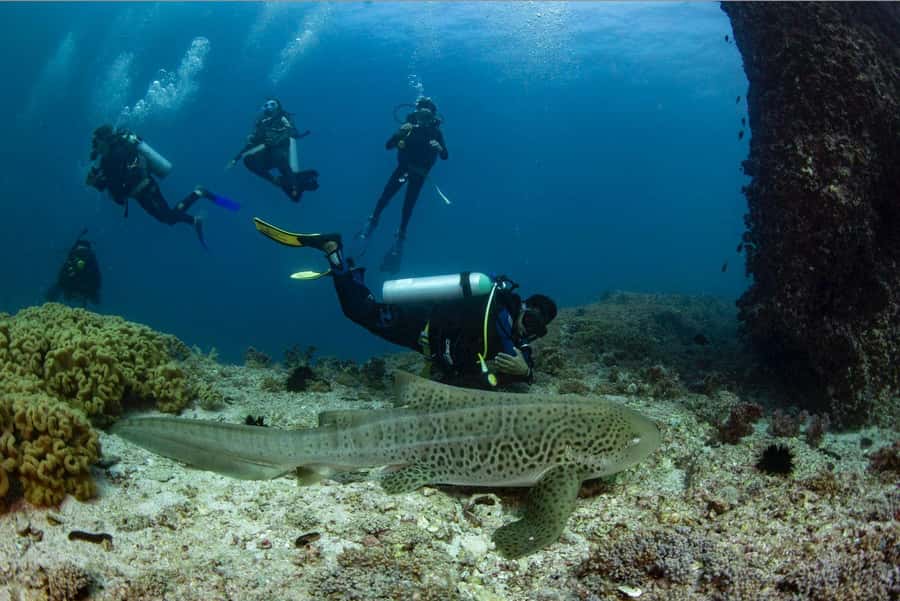 Try scuba Diving Tours To Daymaniyat Islands. - Key points to know before booking