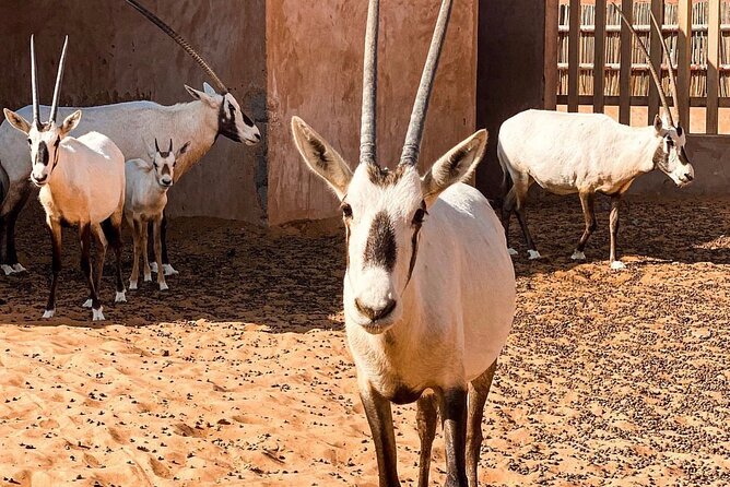 Wadi Bani Khaled & Desert Safari - Muscat, Oman - Who will get the most from this experience