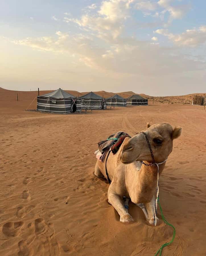 Wahiba Desert Safari Adventure , Swimm in Wadi Bani Khalid - What the guide adds to the day