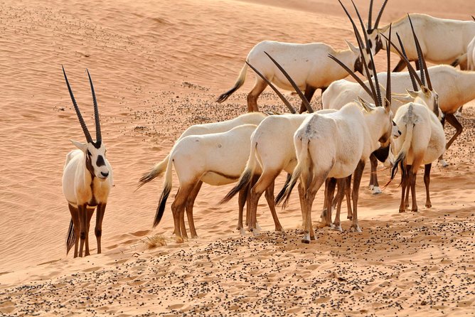 Wahiba Sand & Wadi merci khaled - Seeing Bedouin life beyond the postcard