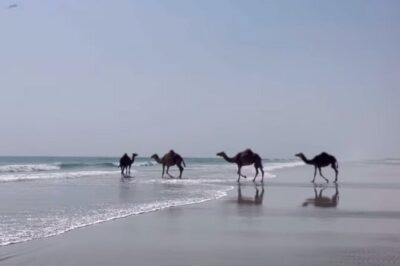 West Salalah Beaches and Blowholes