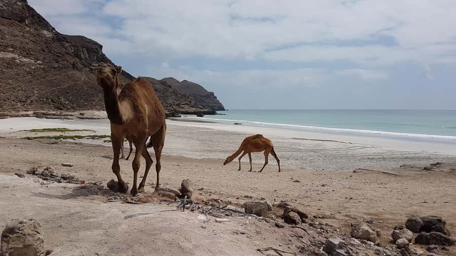 West Salalah: Caribbean of the Orient Fazayah Beaches & City - Masood Beach and the west coast road