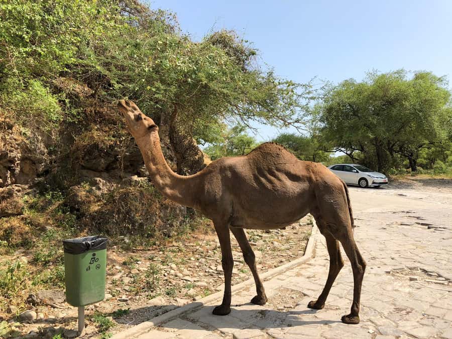 West Salalah Highlights: Coastal Wonders & Scenic Views - Is $100 good value?