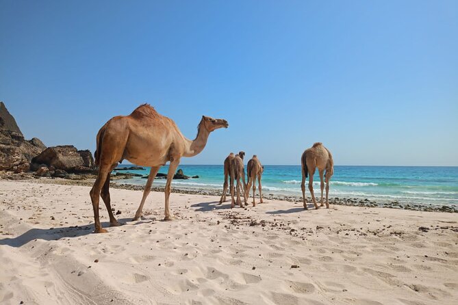West Salalah Tour by VisitSalalah - Is $99 a Fair Price?