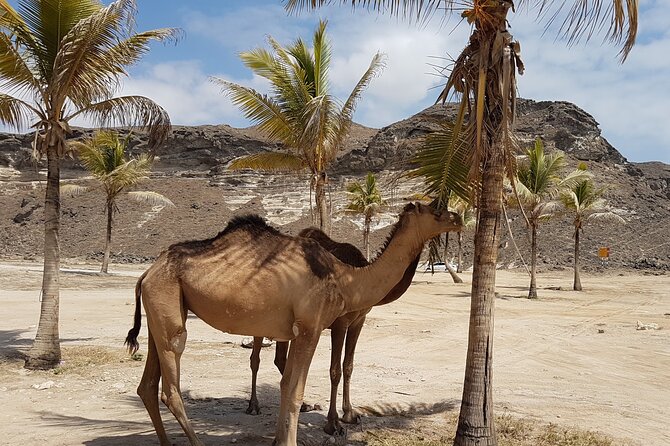 West Salalah Tour - Caribbean of Orient - Fazayah Beach with City - Marneef Cave and Mughsayl’s blowholes