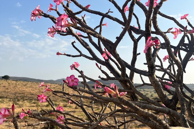 Your Salalah Tour-Your German speaking tour provider/mountain tour - Taqah: local life from town to plateau