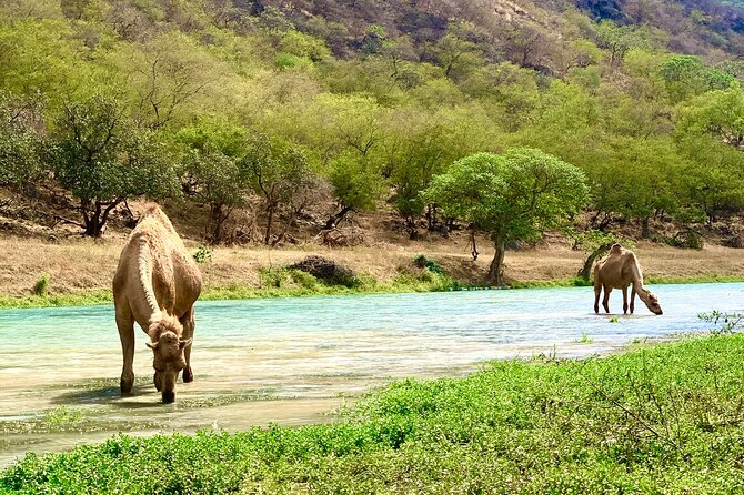 Your Salalah Tour-Your German speaking tour provider/mountain tour - Mirbat and the unusual Gravity Location
